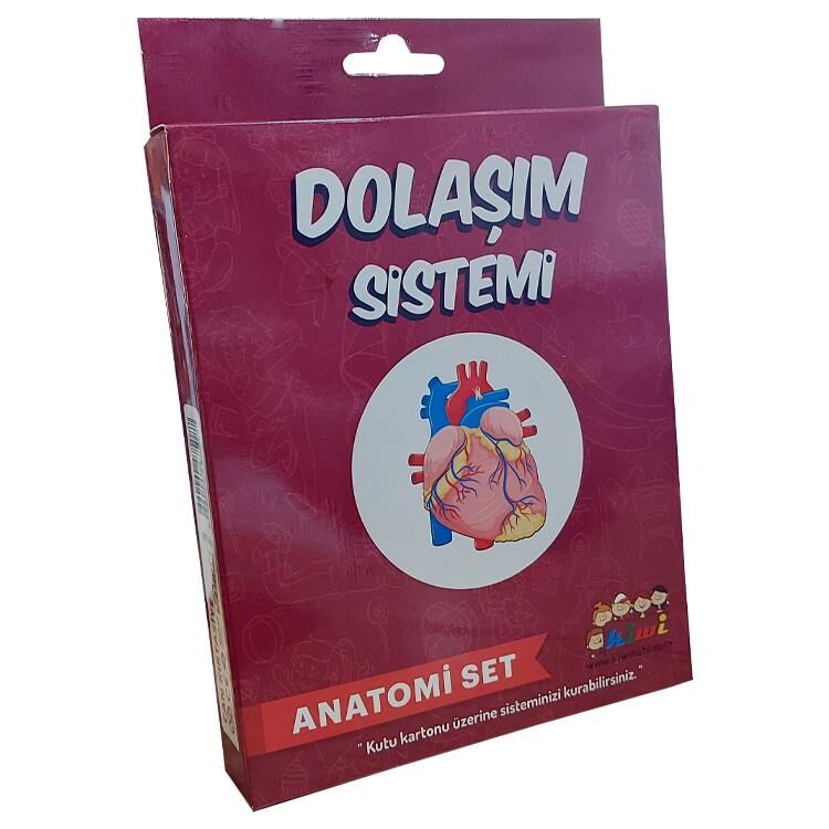 Kiwi Anatomi Set Dolaşım Sistemi Kw508