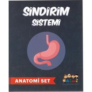 Kiwi Anatomi Set Sindirim Sistemi Kw509